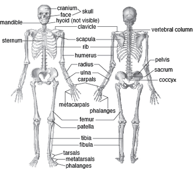 Skeletal System - Mrs. Lamp's Biology Corner